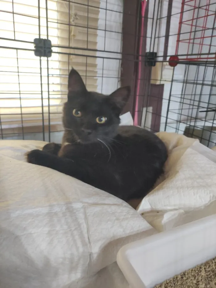 Gato raça SRD-ViraLata idade 2 a 6 meses nome Vampirinho