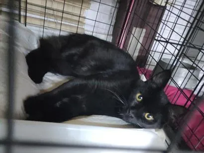 Gato raça SRD-ViraLata idade 2 a 6 meses nome Vampirinho