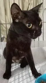 Gato raça SRD-ViraLata idade 1 ano nome PRETTA