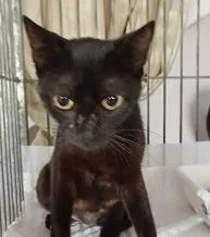 Gato raça SRD-ViraLata idade 1 ano nome PRETTA