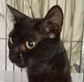 Gato raça SRD-ViraLata idade 1 ano nome PRETTA