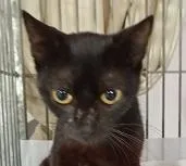 Gato raça SRD-ViraLata idade 1 ano nome PRETTA