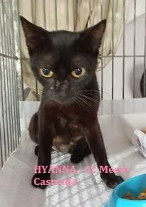 Gato raça SRD-ViraLata idade 1 ano nome PRETTA