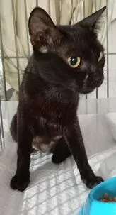 Gato raça SRD-ViraLata idade 1 ano nome PRETTA