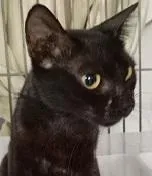 Gato raça SRD-ViraLata idade 1 ano nome PRETTA