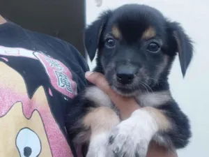Cachorro raça SRD-ViraLata idade Abaixo de 2 meses nome ainda não tem nome