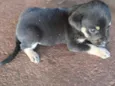 cachorro