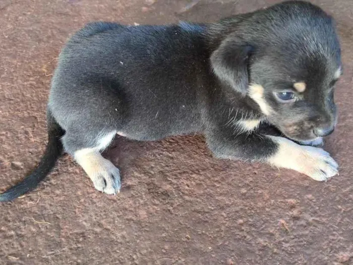 Cachorro raça SRD-ViraLata idade Abaixo de 2 meses nome cachorro