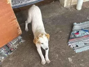 Cachorro raça SRD-ViraLata idade 7 a 11 meses nome Belinha