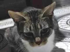 Gato raça SRD-ViraLata idade 7 a 11 meses nome AFRODITE