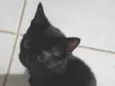 Gatos Pretinhos