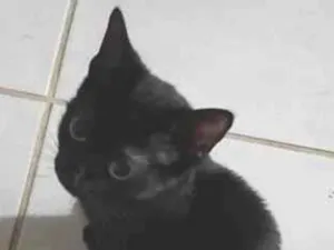 Gato raça SRD-ViraLata idade Abaixo de 2 meses nome Gatos Pretinhos