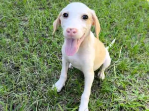 Cachorro raça SRD-ViraLata idade Abaixo de 2 meses nome Snow