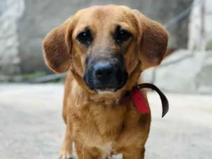 Cachorro raça SRD-ViraLata idade 2 a 6 meses nome Nala