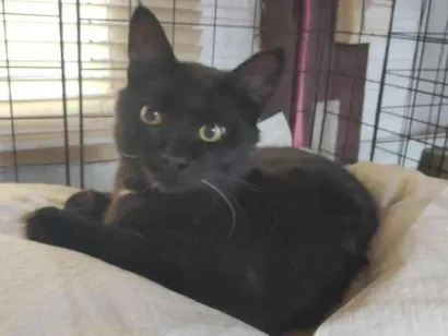 Gato raça SRD-ViraLata idade 2 a 6 meses nome Vampirinho