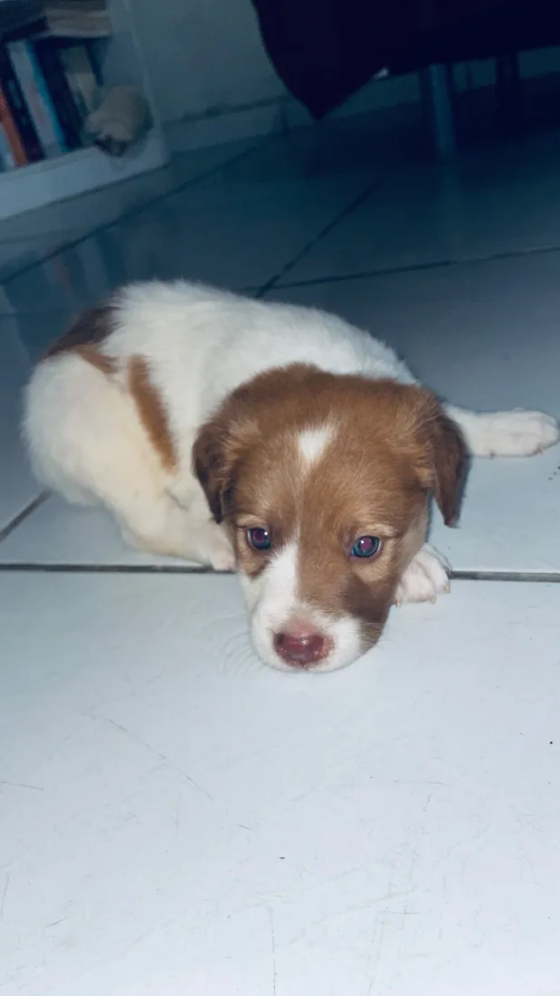 Cachorro raça SRD-ViraLata idade 2 a 6 meses nome Luke
