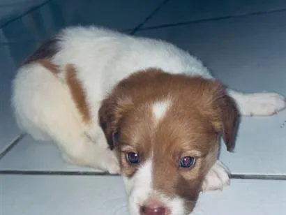 Cachorro raça SRD-ViraLata idade 2 a 6 meses nome Luke