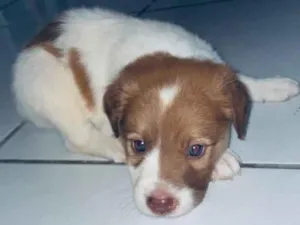 Cachorro raça SRD-ViraLata idade 2 a 6 meses nome Luke