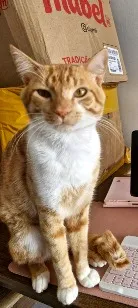 Gato raça SRD-ViraLata idade 1 ano nome Pipin