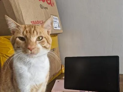 Gato raça SRD-ViraLata idade 1 ano nome Pipin