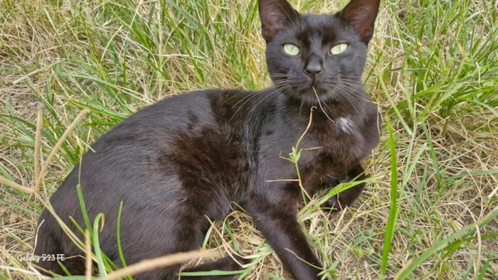 Gato raça SRD-ViraLata idade 1 ano nome Café