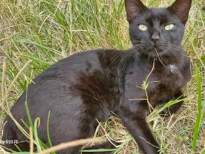 Gato raça SRD-ViraLata idade 1 ano nome Café