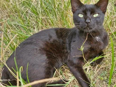 Gato raça SRD-ViraLata idade 1 ano nome Café