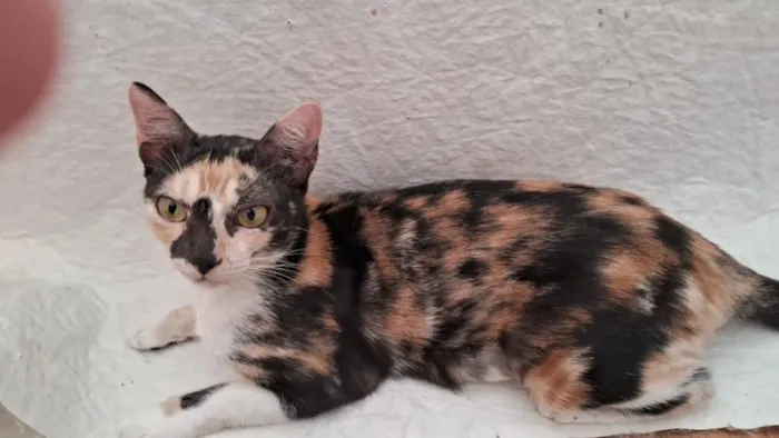 Gato raça SRD-ViraLata idade 1 ano nome MEG