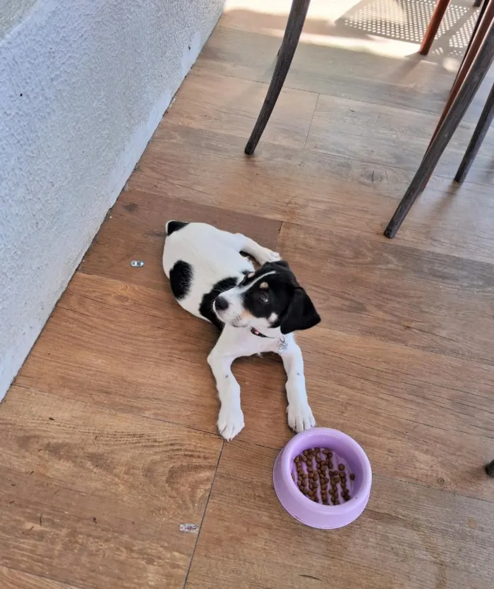 Cachorro raça SRD-ViraLata idade 2 a 6 meses nome Pretinha 