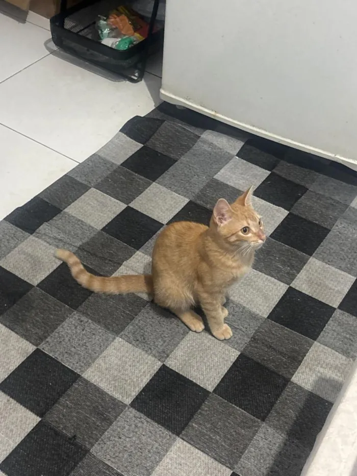 Gato raça SRD-ViraLata idade 2 a 6 meses nome Jojo