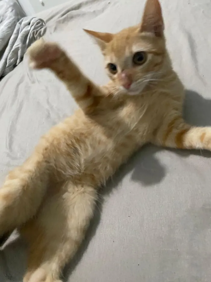 Gato raça SRD-ViraLata idade 2 a 6 meses nome Jojo