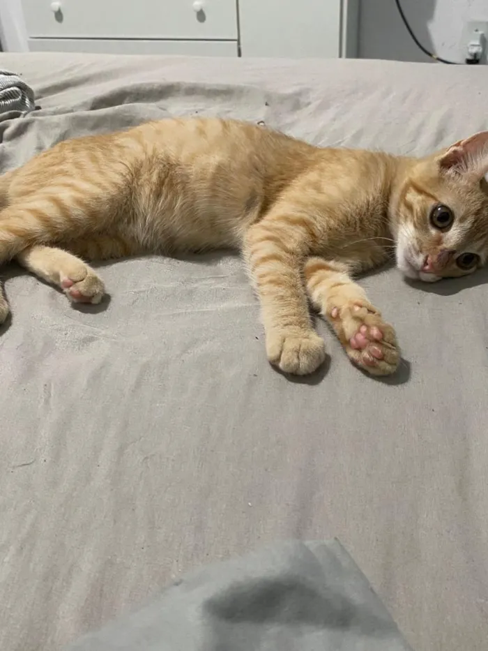 Gato raça SRD-ViraLata idade 2 a 6 meses nome Jojo