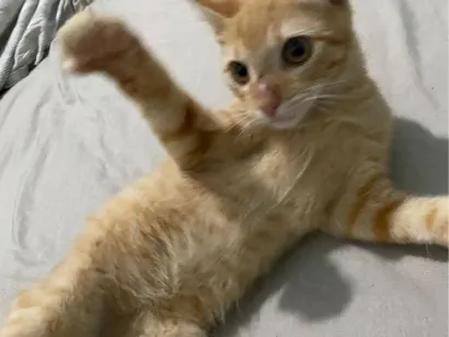 Gato raça SRD-ViraLata idade 2 a 6 meses nome Jojo