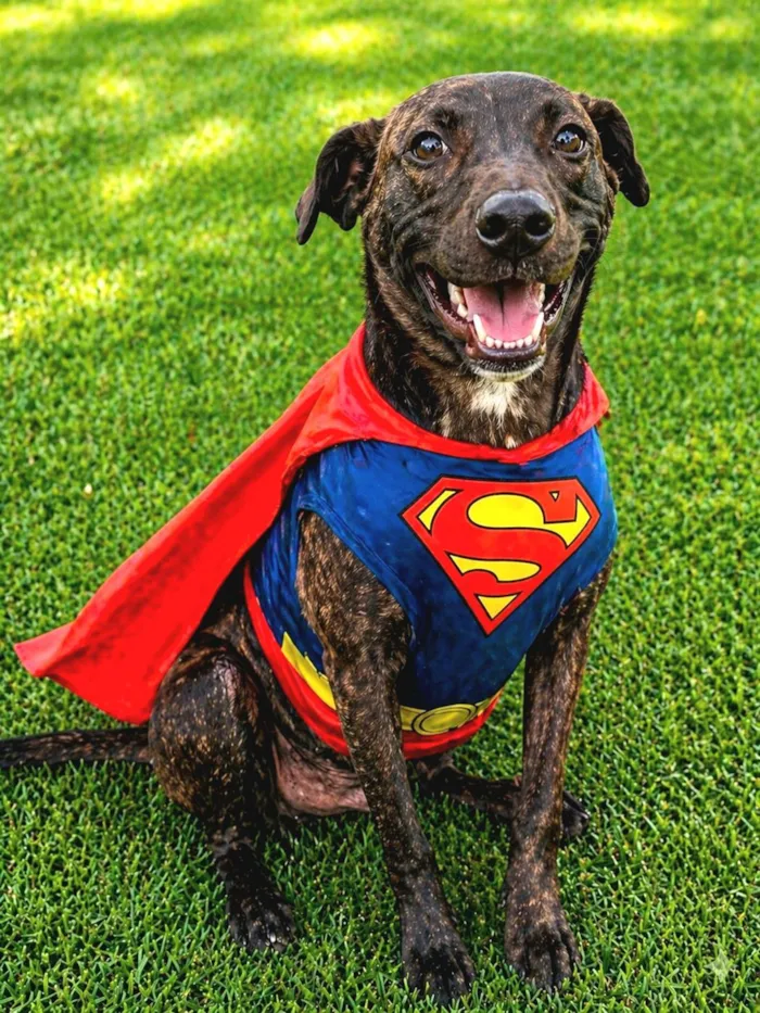 Cachorro raça SRD-ViraLata idade 2 a 6 meses nome Theobaldo 