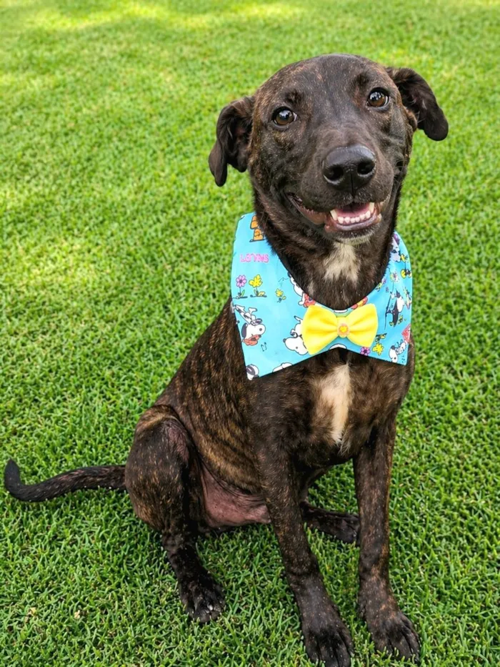 Cachorro raça SRD-ViraLata idade 2 a 6 meses nome Theobaldo 