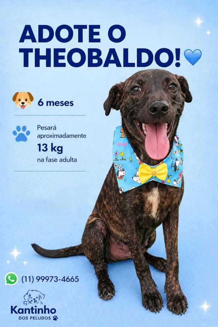 Cachorro raça SRD-ViraLata idade 2 a 6 meses nome Theobaldo 
