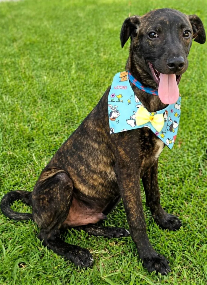 Cachorro raça SRD-ViraLata idade 2 a 6 meses nome Theobaldo 