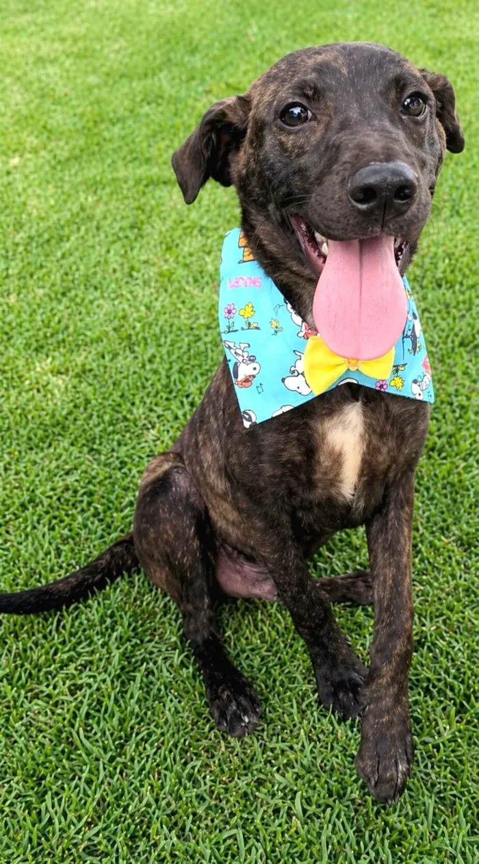 Cachorro raça SRD-ViraLata idade 2 a 6 meses nome Theobaldo 