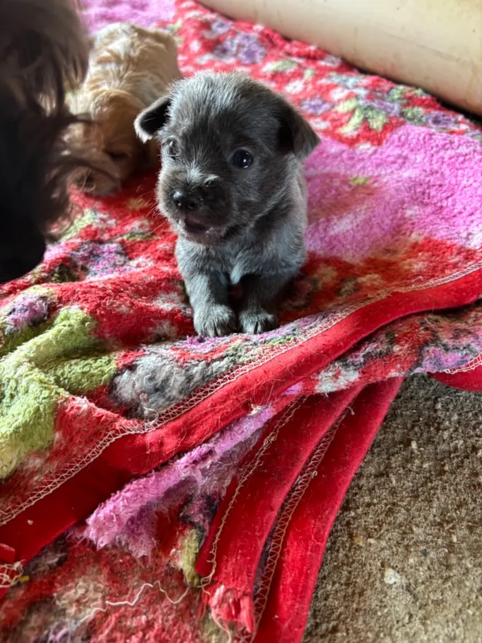 Cachorro raça SRD-ViraLata idade Abaixo de 2 meses nome Sem nome 