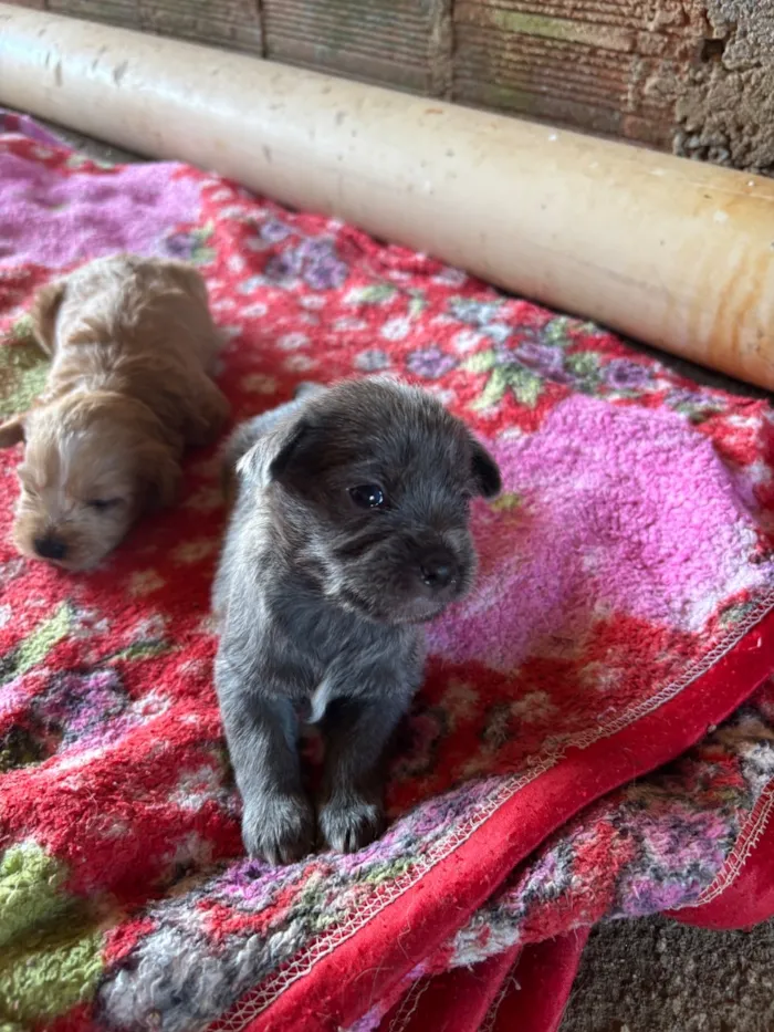 Cachorro raça SRD-ViraLata idade Abaixo de 2 meses nome Sem nome 