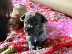 Cachorro raça SRD-ViraLata idade Abaixo de 2 meses nome Sem nome 