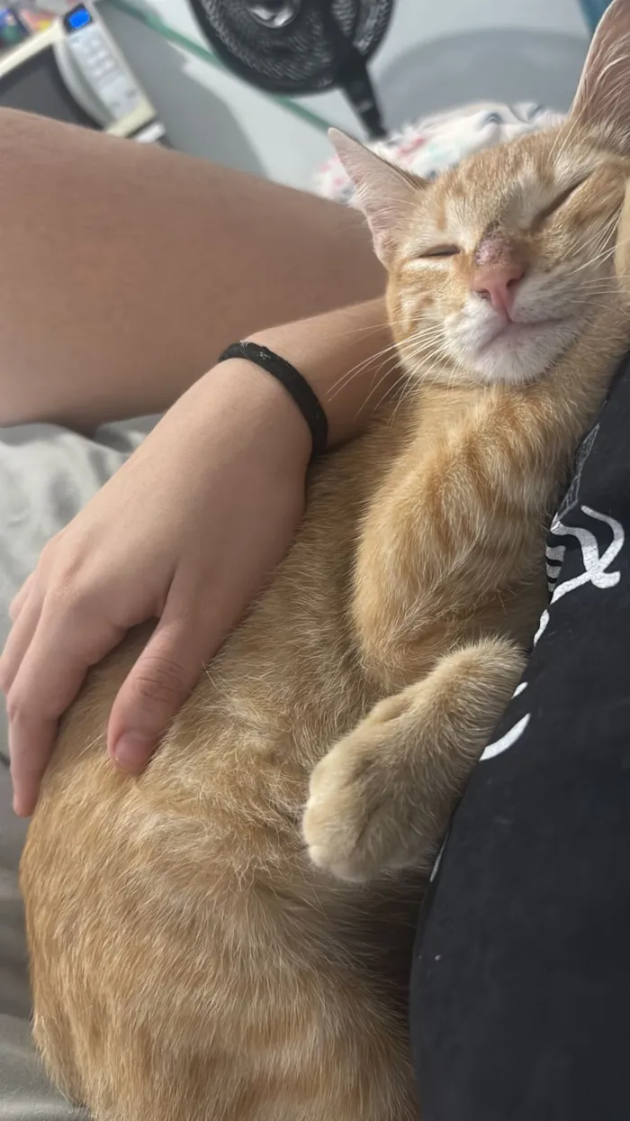 Gato raça SRD-ViraLata idade 2 a 6 meses nome Jojo