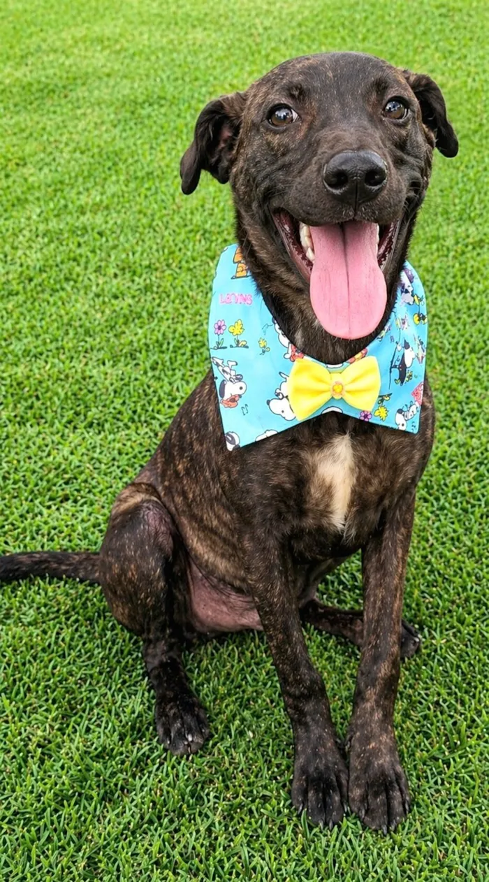 Cachorro raça SRD-ViraLata idade 2 a 6 meses nome Theobaldo 