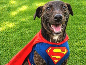 Cachorro raça SRD-ViraLata idade 2 a 6 meses nome Theobaldo 