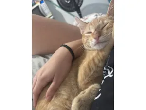 Gato raça SRD-ViraLata idade 2 a 6 meses nome Jojo