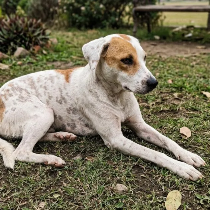 Cachorro raça SRD-ViraLata idade 1 ano nome Branquela