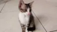 Mia