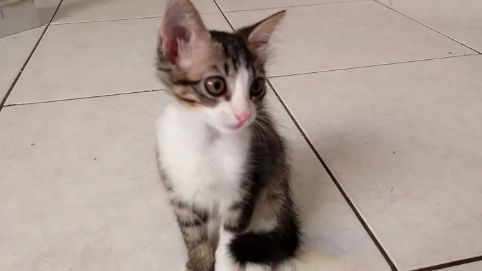 Gato raça SRD-ViraLata idade 2 a 6 meses nome Mia