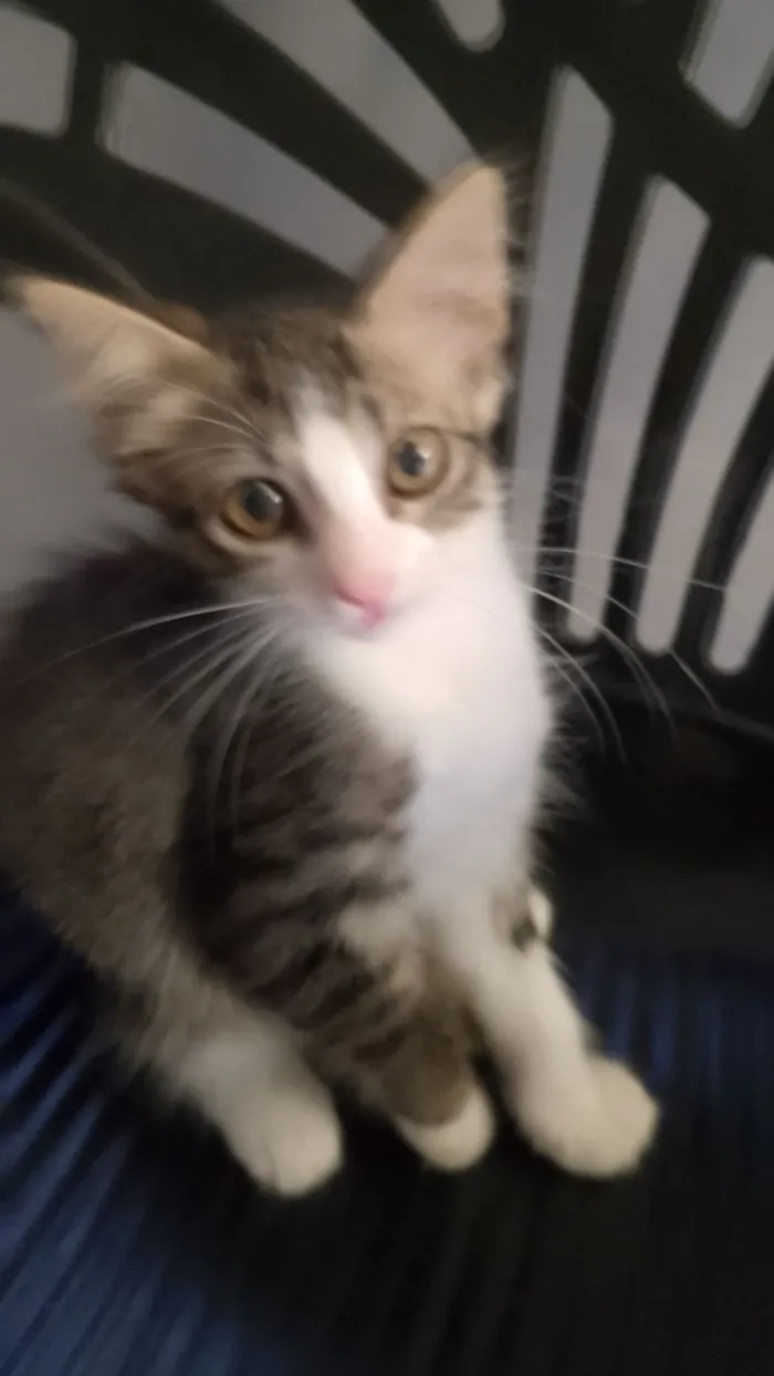 Gato raça SRD-ViraLata idade 2 a 6 meses nome Mia