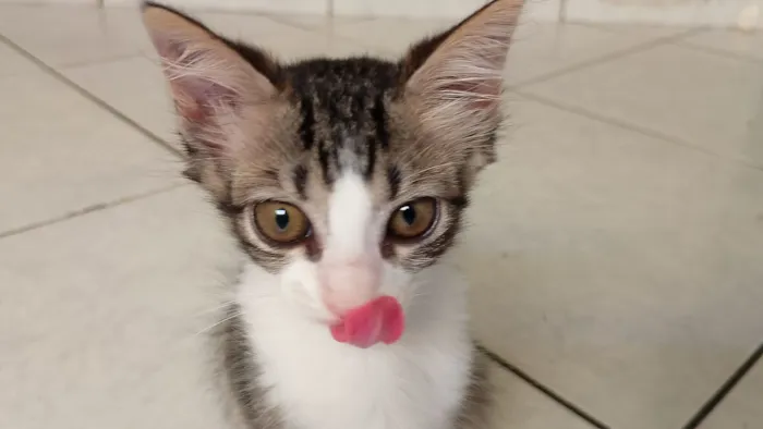 Gato raça SRD-ViraLata idade 2 a 6 meses nome Mia